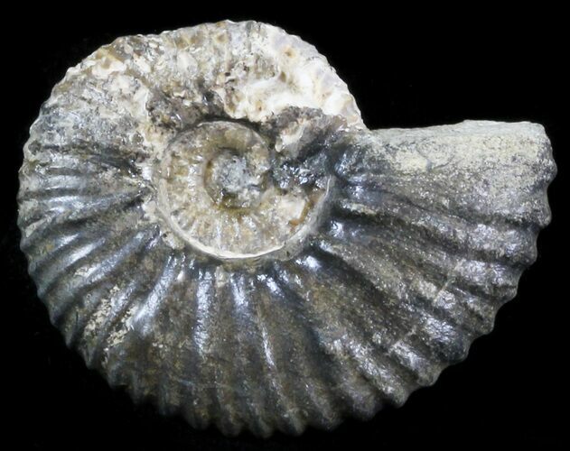 Acanthohoplites Ammonite Fossil - Caucasus, Russia #30096